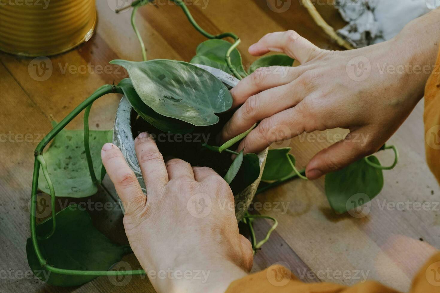 Hands planting epipremnum plant into flower pot. photo