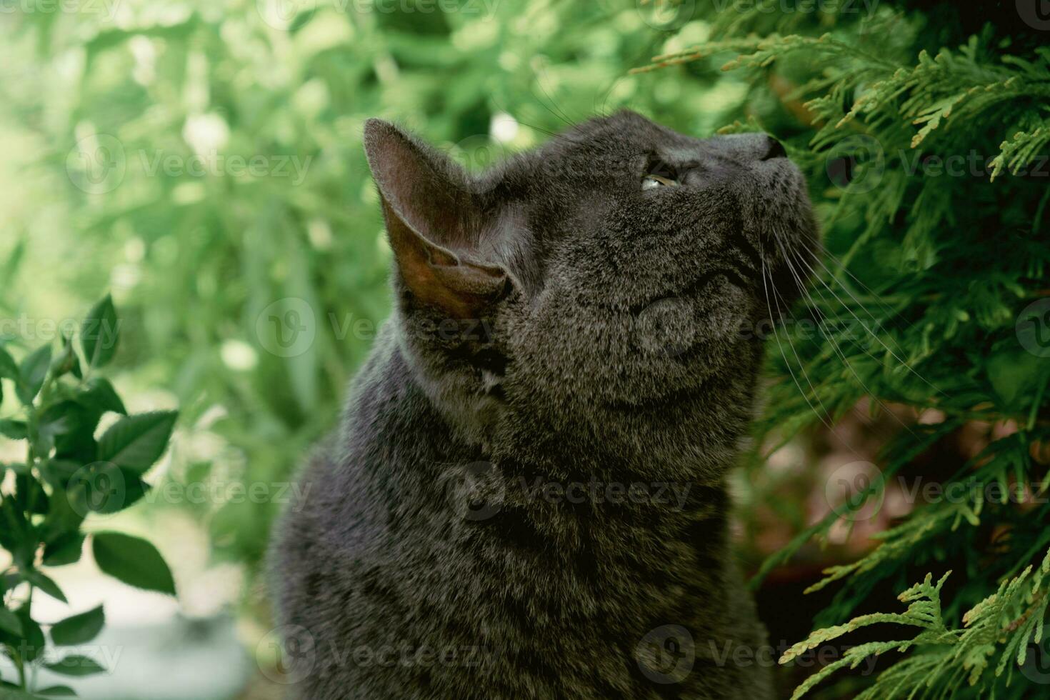 Portrait of domestic Chartreux cat walking in nature in summer. photo