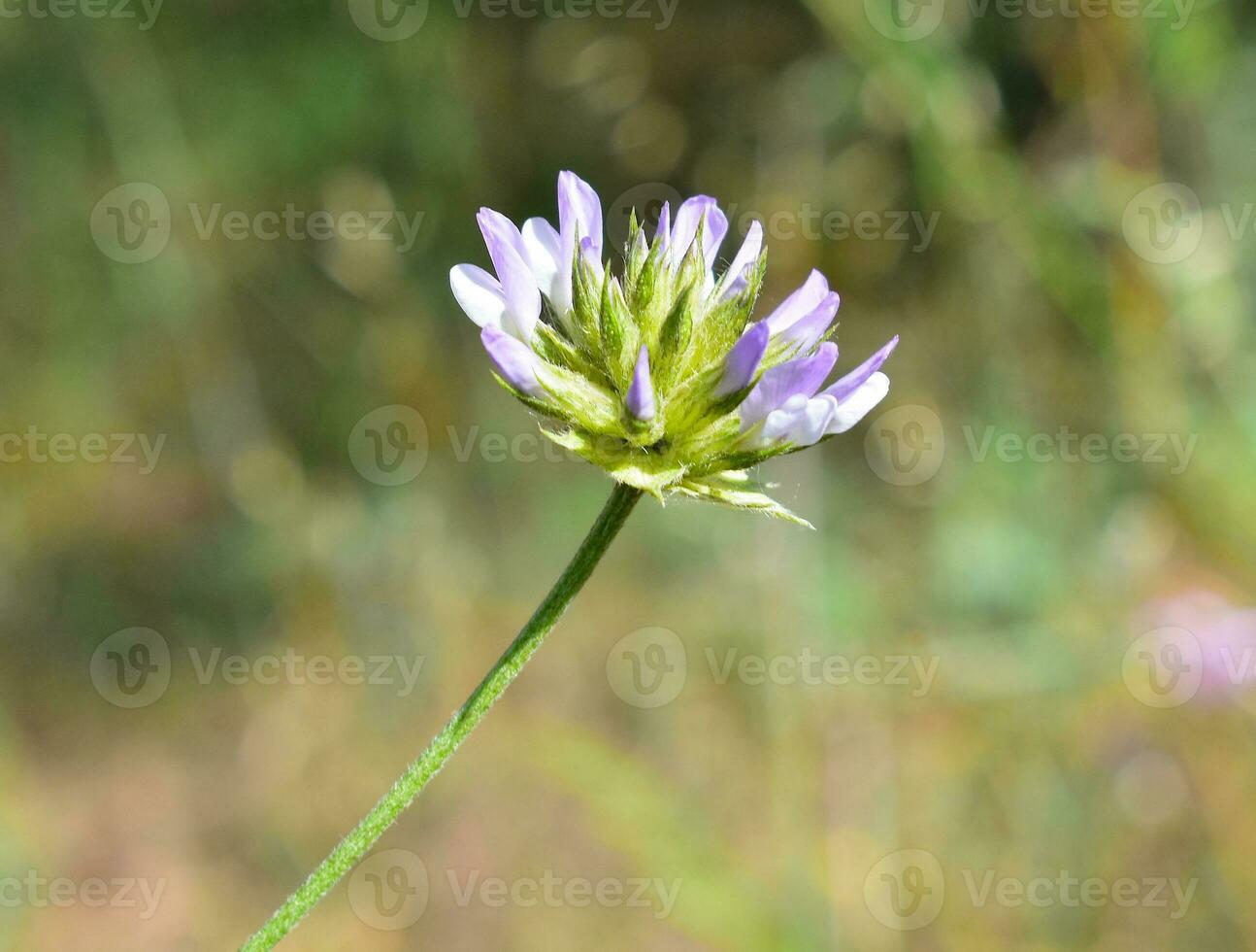 bituminaria bituminosa Plant Natural Photography photo