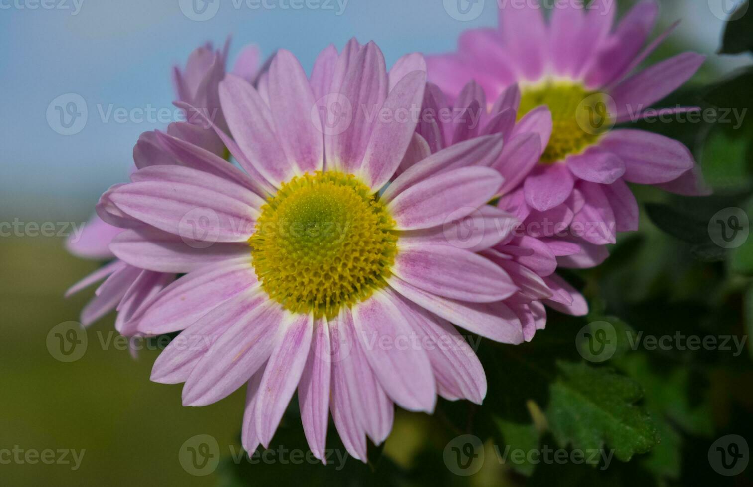 Chrysanthemum morifolium Flower photo