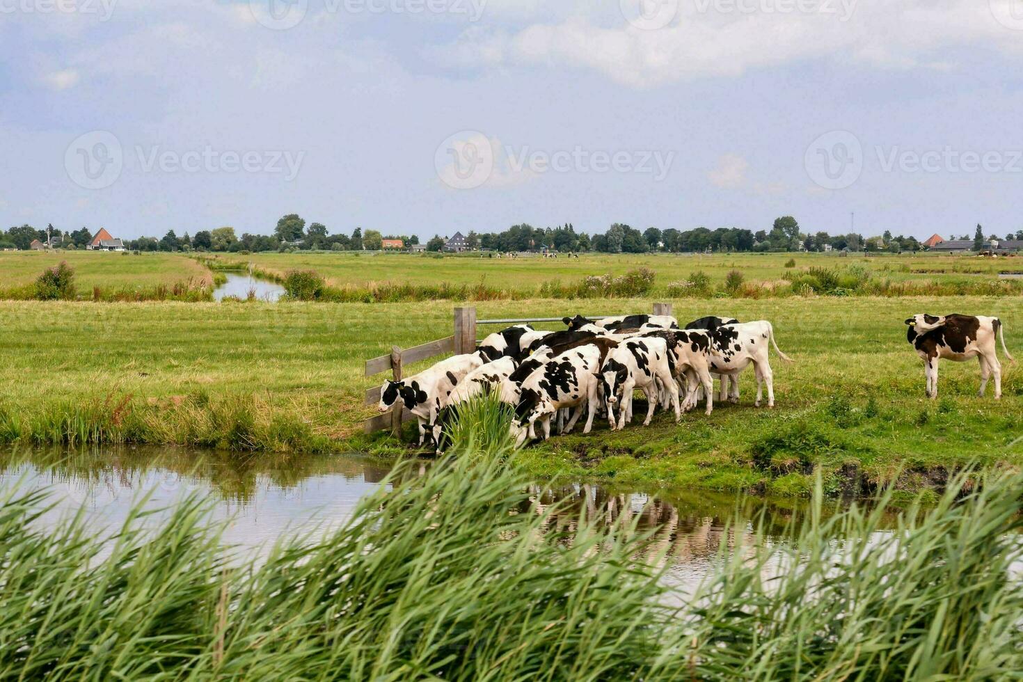 manada de vacas foto