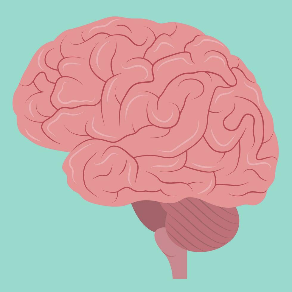 cerebro plano ilustración vector