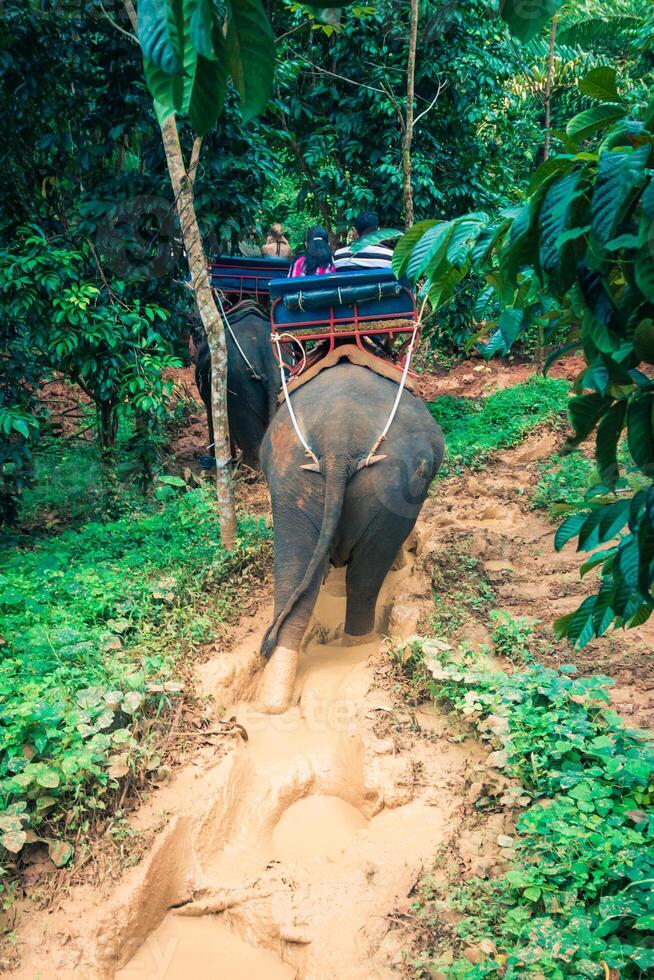 Elephant Trekking Through Jungle in Northern Thailand photo