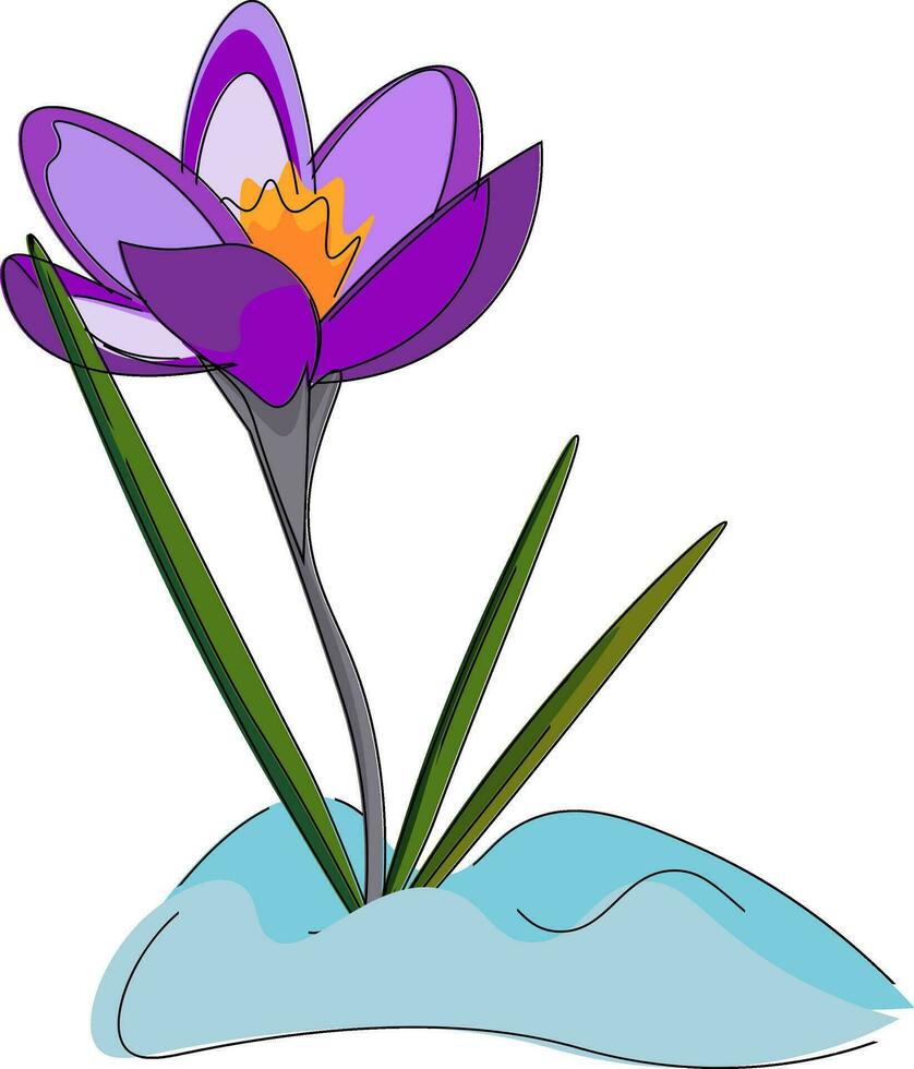 A crocus, vector or color illustration.