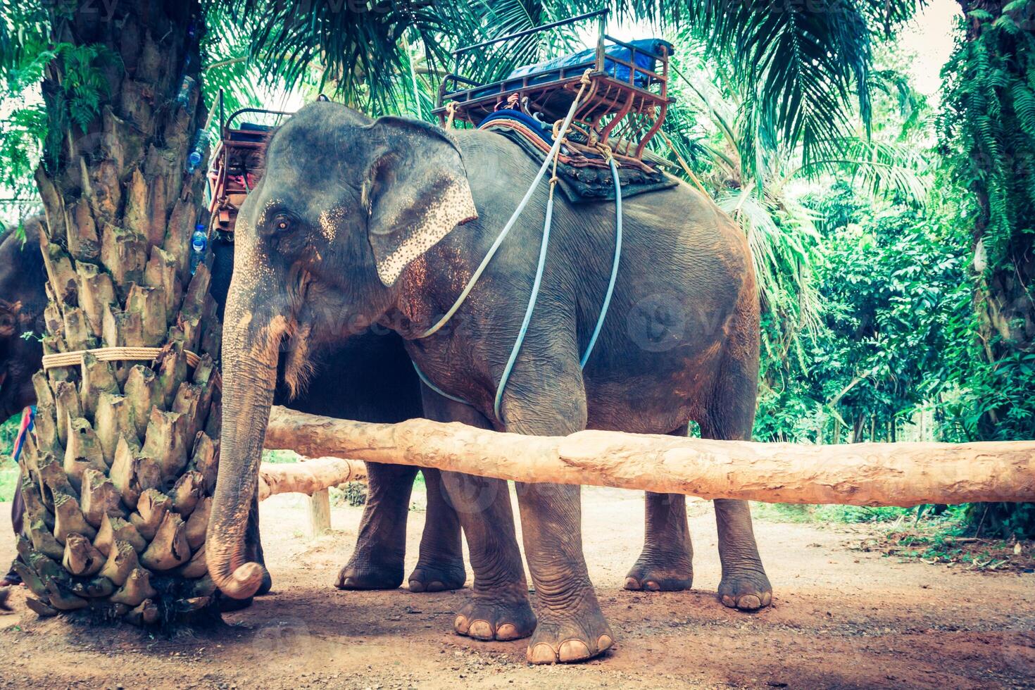 elefantes en Tailandia foto