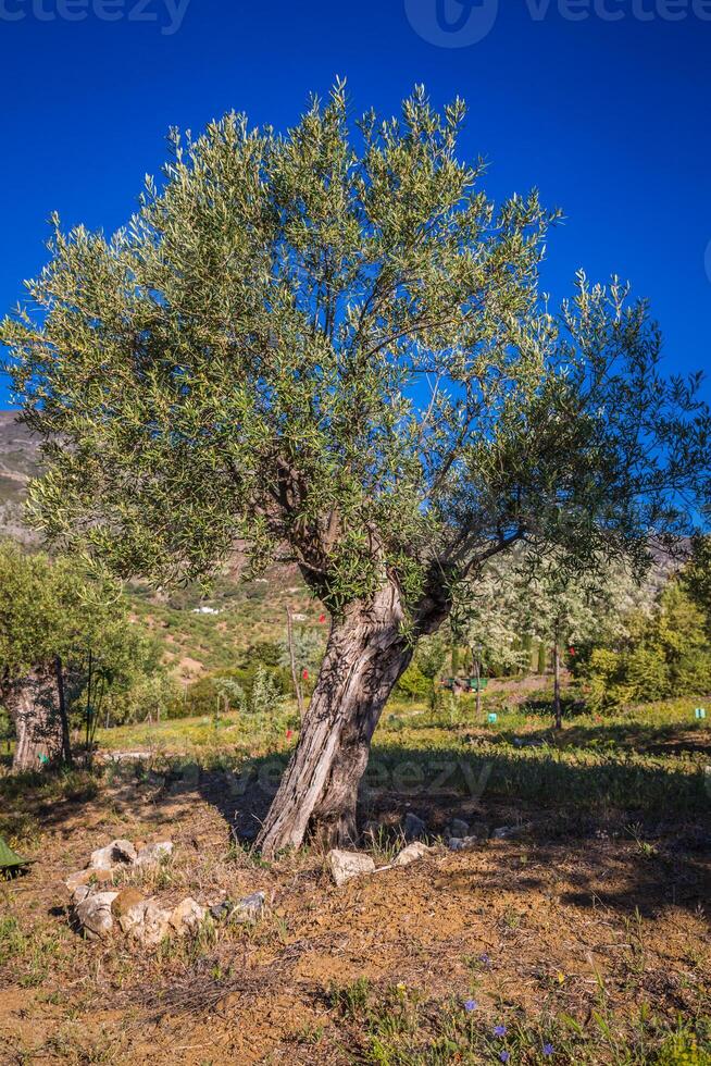 Mediterráneo aceituna campo con antiguo aceituna árbol Listo para cosecha. foto