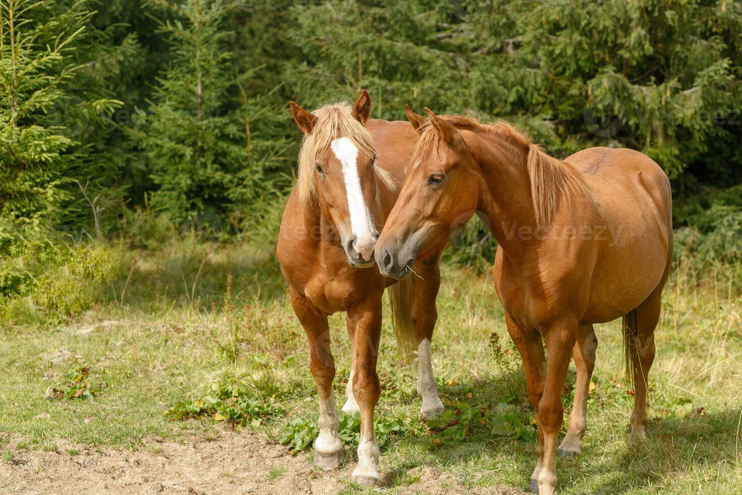 Horses grazed on a mountain pasture against mountains. photo