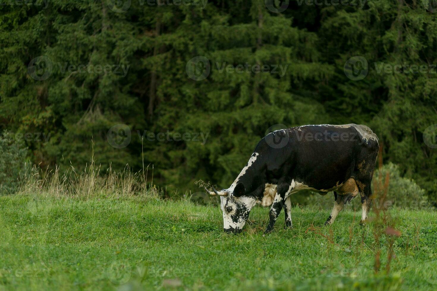 black and white cow grazing on meadow in mountains. photo