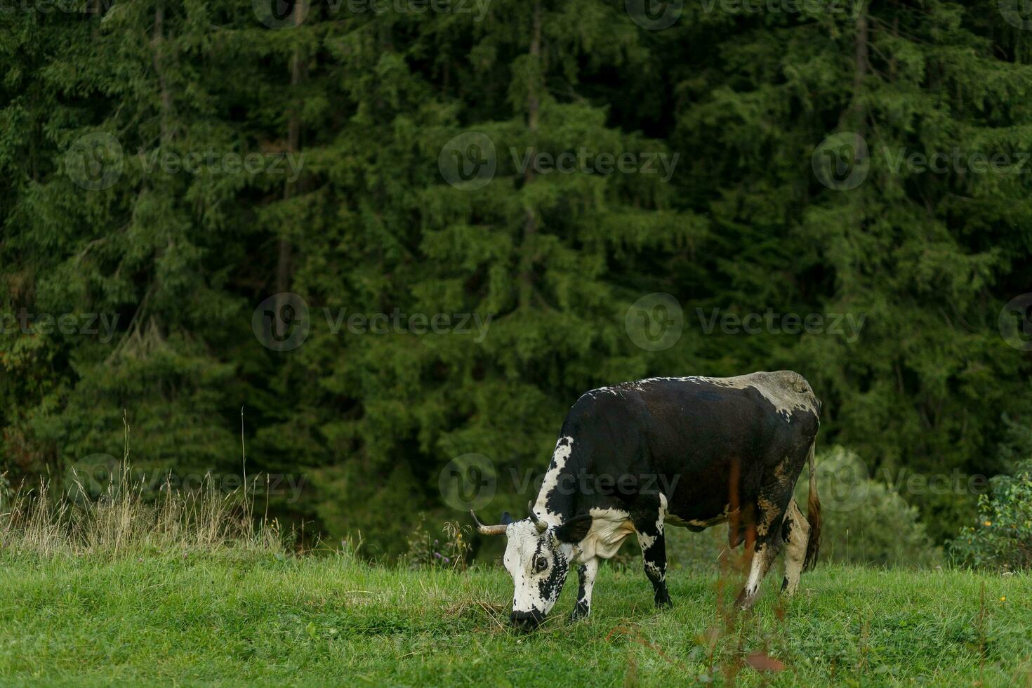 black and white cow grazing on meadow in mountains. photo