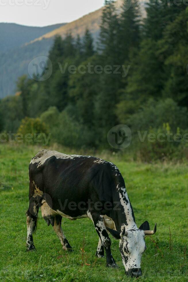 negro y blanco vaca pasto en prado en montañas. foto