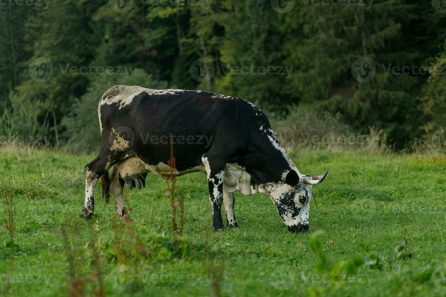 negro y blanco vaca pasto en prado en montañas. foto