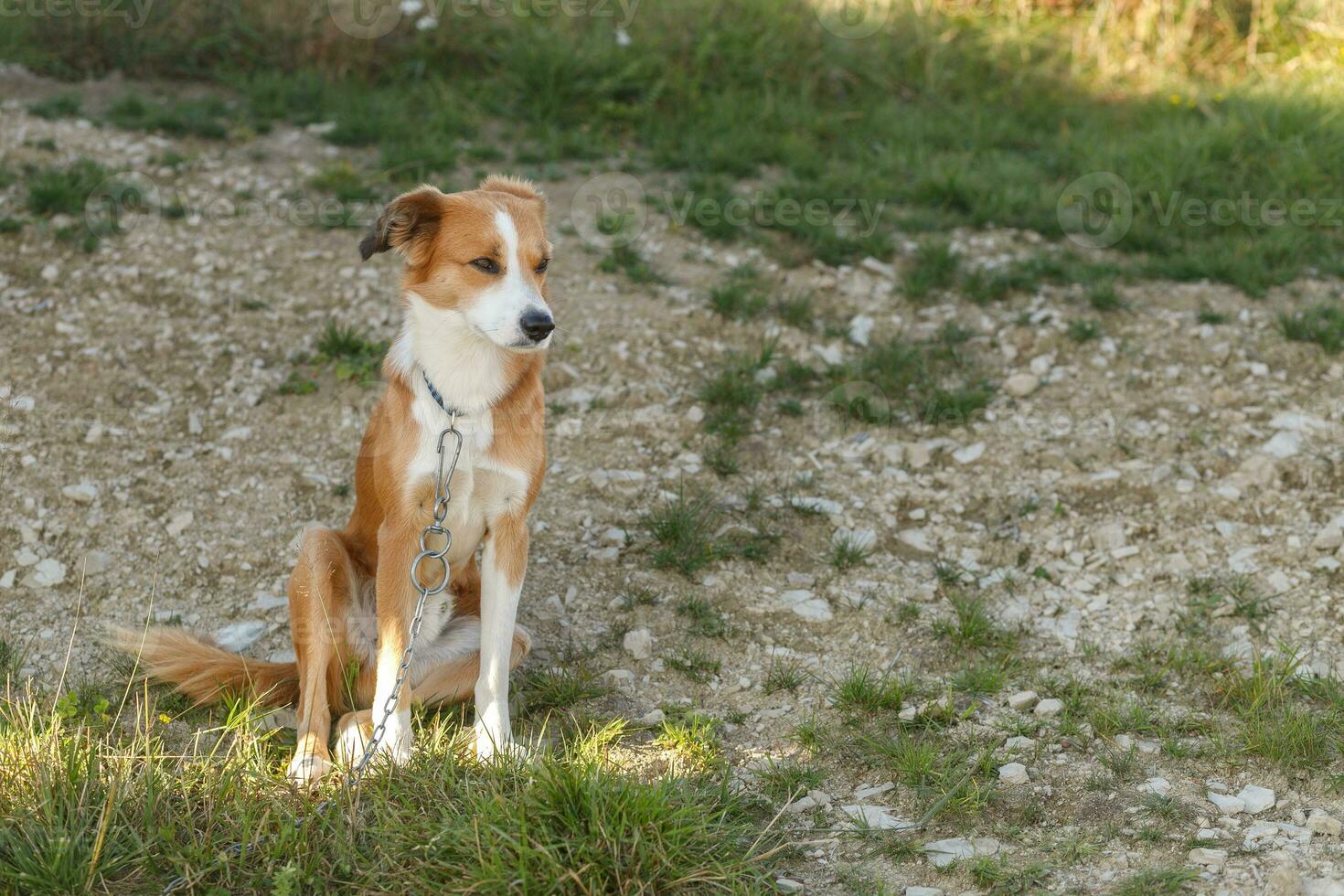 Close up portrait of young reddish brown and white mongrel dog photo