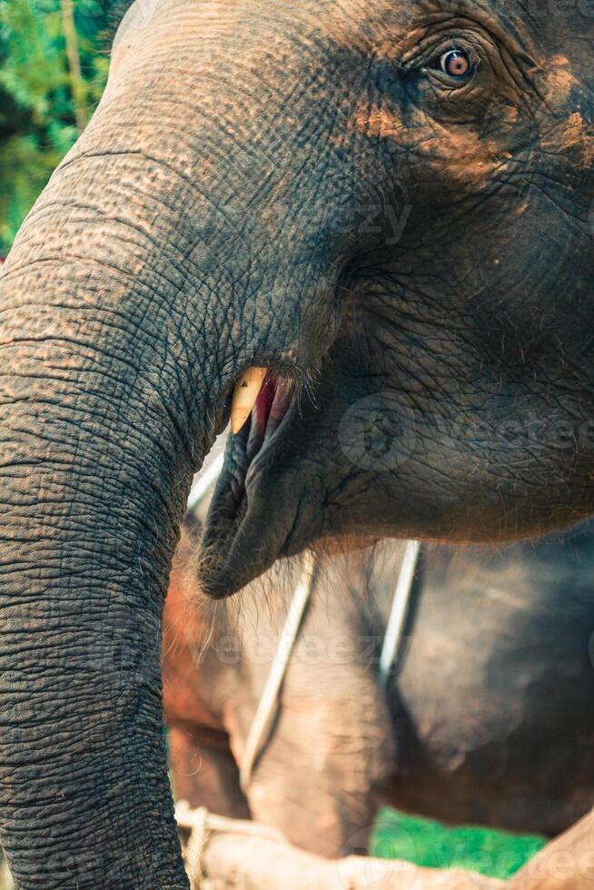 Elephants in Thailand photo