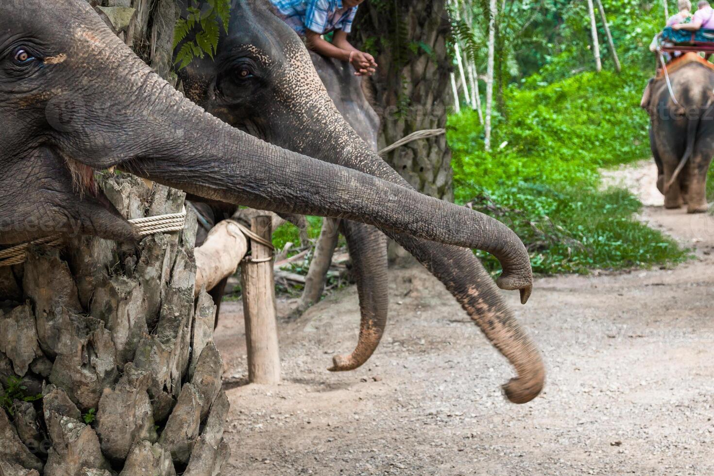 elefante en Tailandia foto