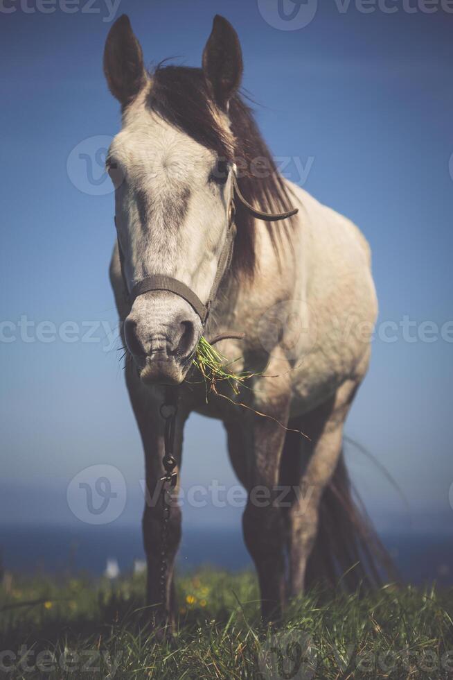 White horse with saddle at the Santander. Blurred sea in the background. photo