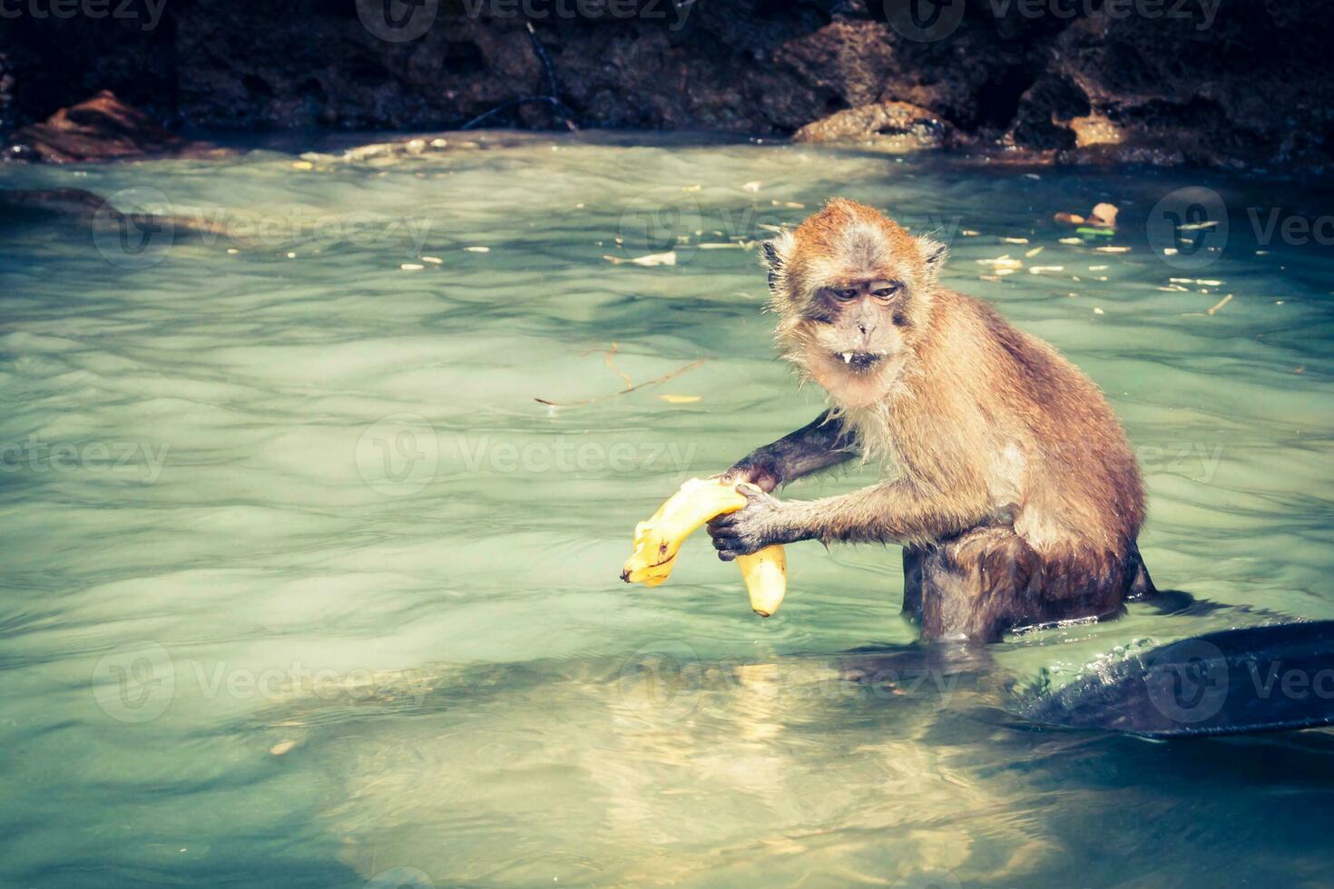 monkey from Monkey Beach in Thailand photo