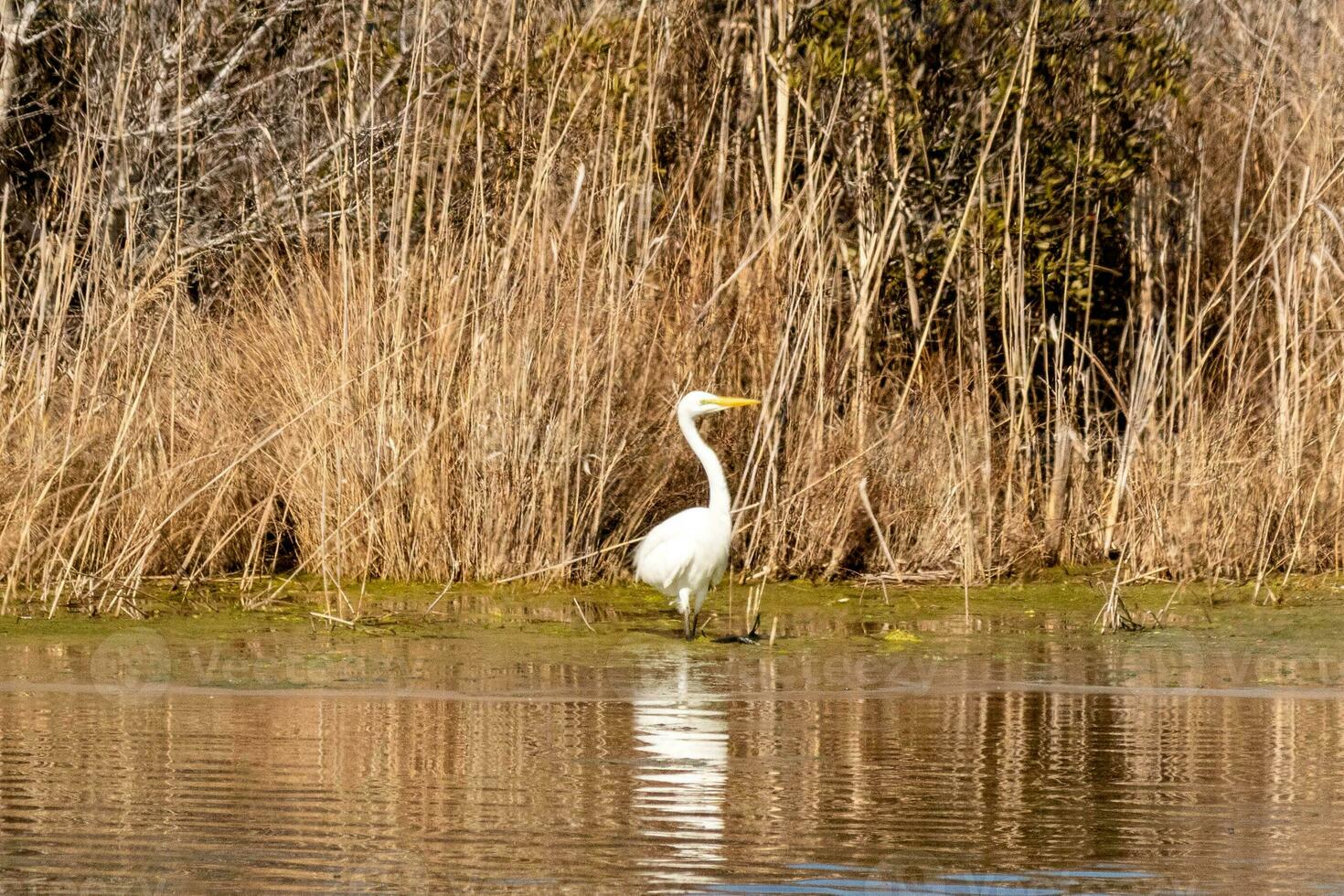 Great egret standing tall at the edge of the water. The white body standing out from the brown grass around. The bird's body reflecting in the calm water of the pond. His long neck out for food. photo