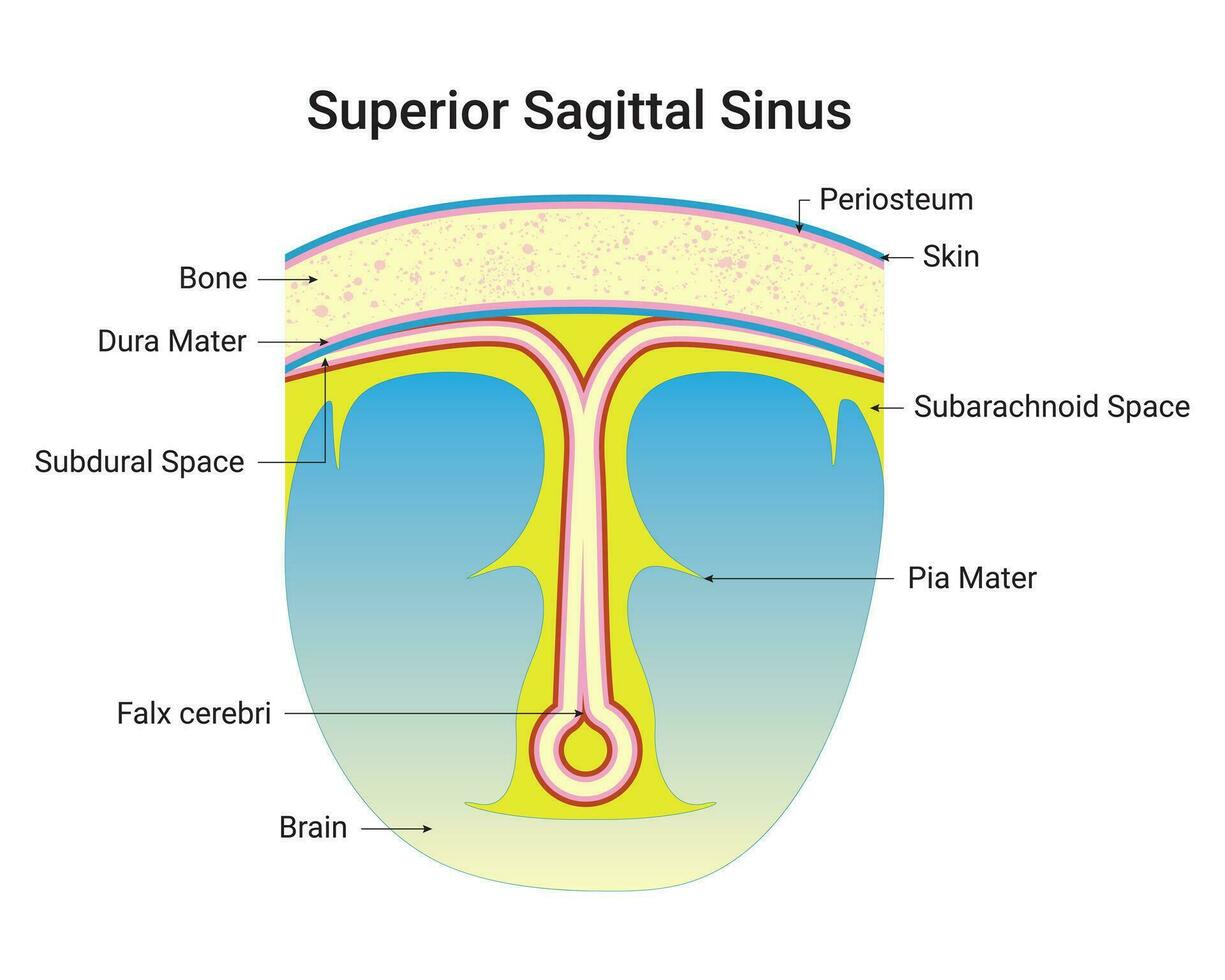 Superior Sagittal Sinus Science Design Vector Illustration Diagram