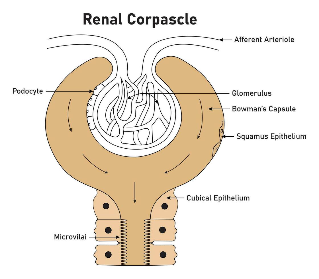 renal cultivo Ciencias diseño vector ilustración diagrama