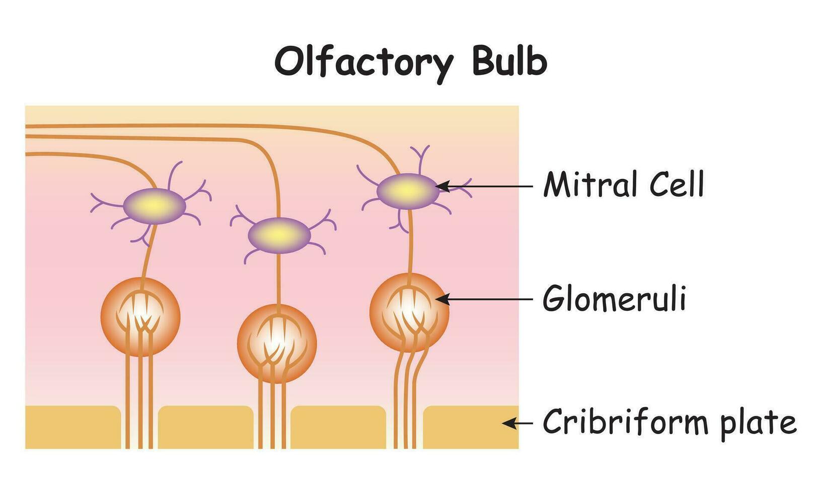 Olfactory Bulb Science Design Vector Illustration Diagram