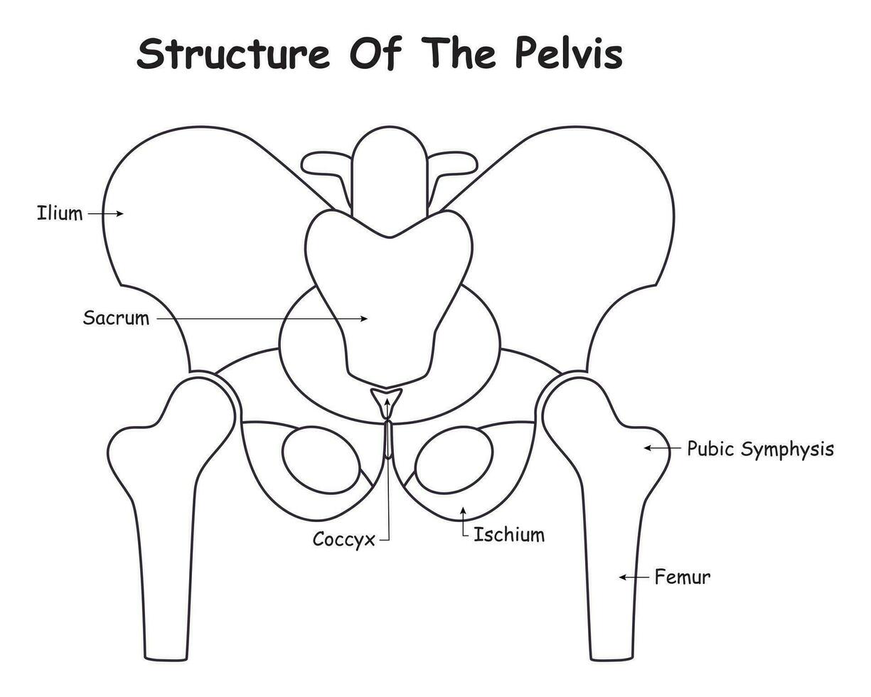 Structure of the Pelvis Vector Design Illustration Diagram