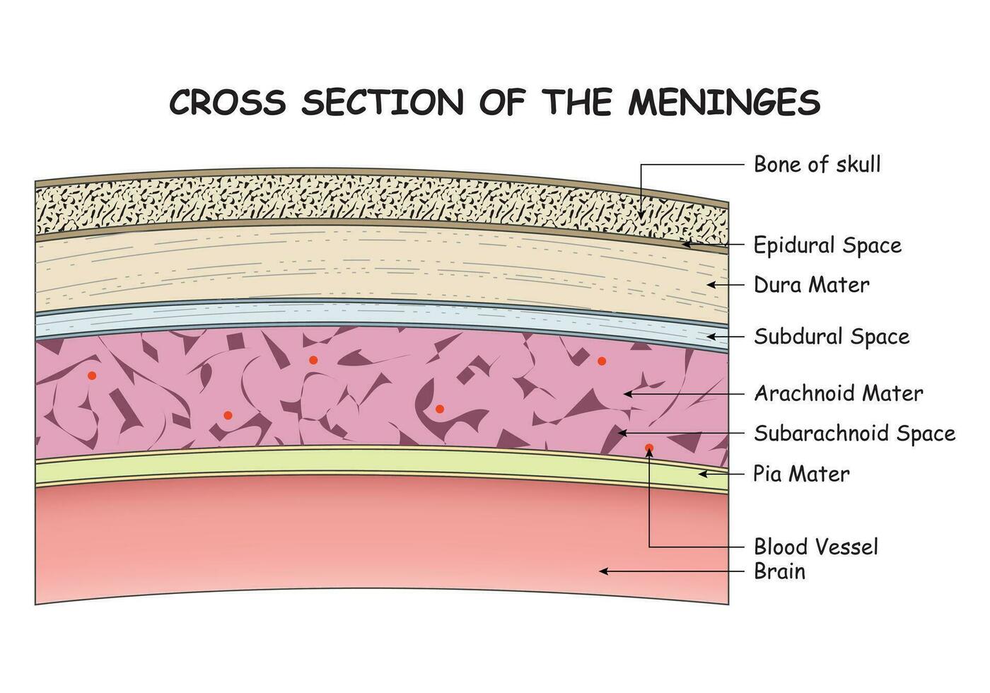 Cross Section of the Meninges Design Vector Illustration Diagram