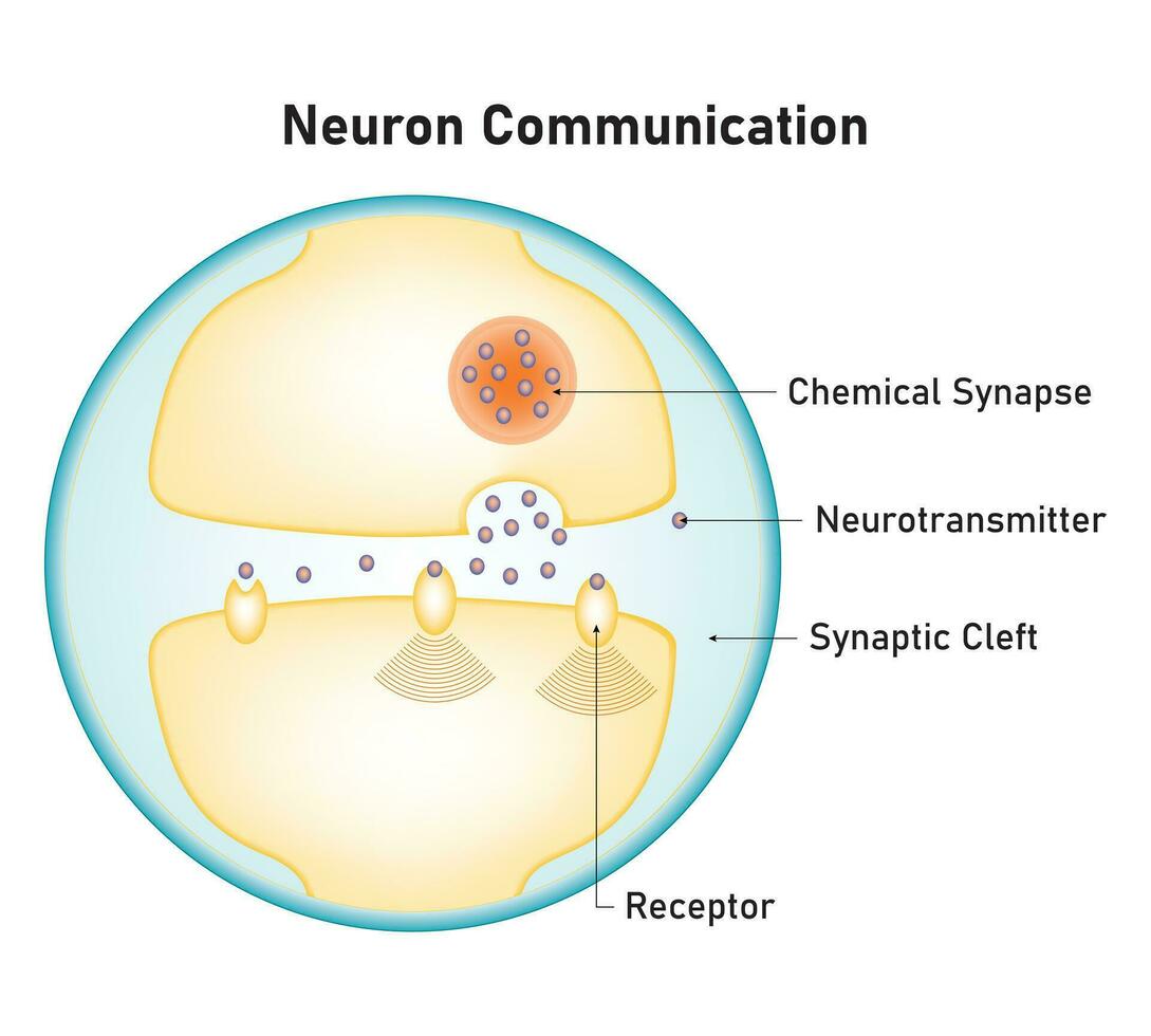 Neuron Communication Science Design Vector Illustration Diagram