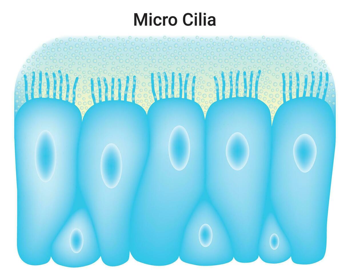 Micro Cilia Science Design Vector Illustration Diagram