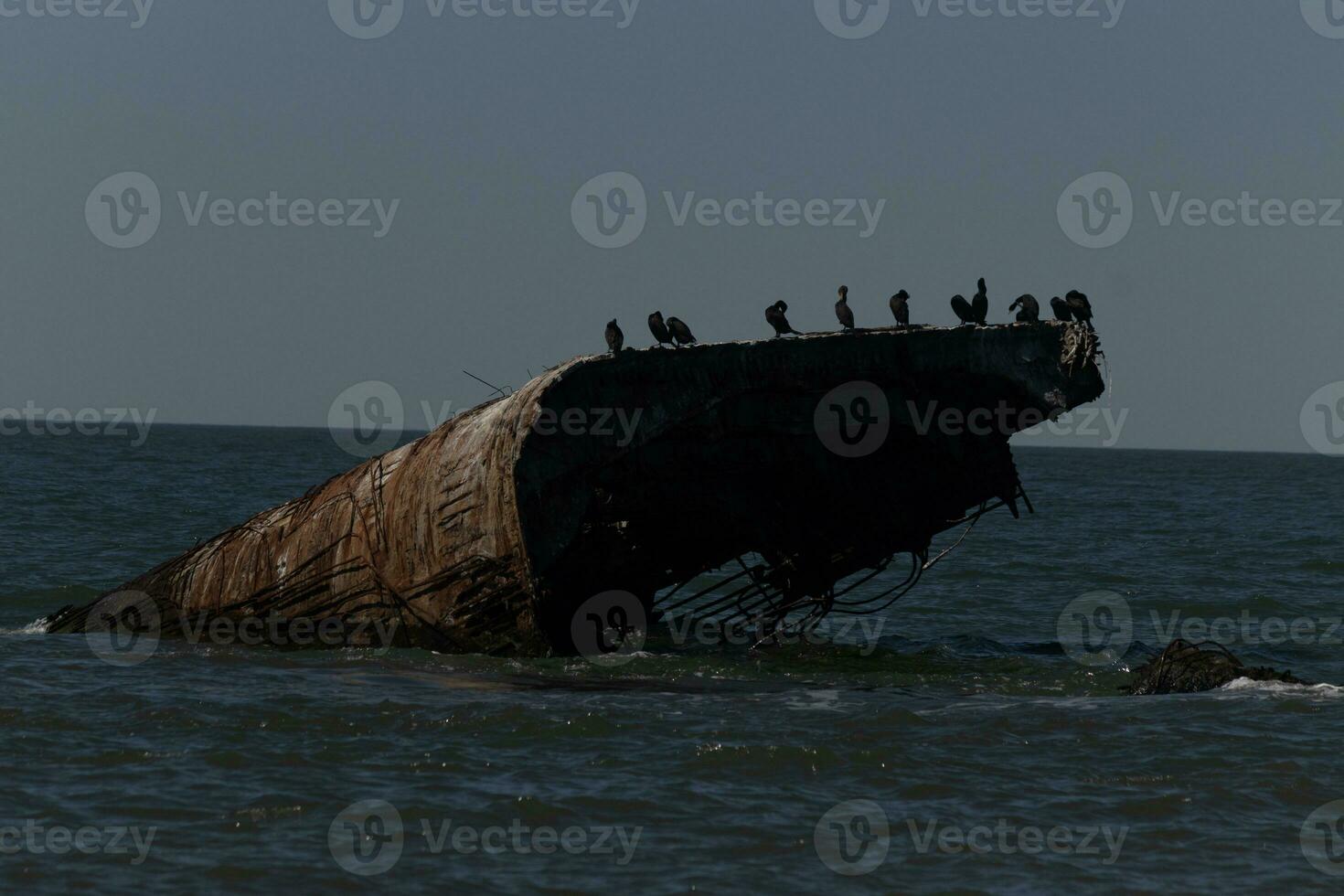These double-crested cormorant birds are perched on the sunken ship protruding from the ocean. The beautiful brown rusted vessel. photo