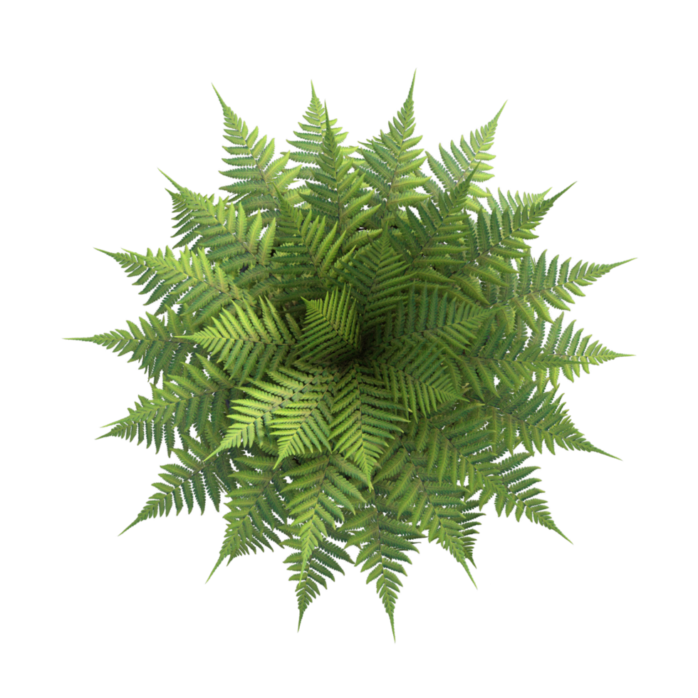 plant in rattan vase png