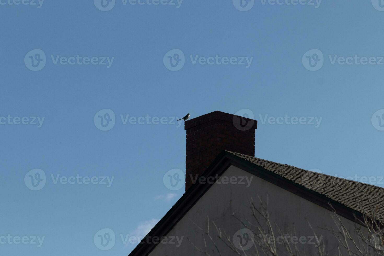 This is an image of a mockingbird sitting on the chimney of a house. The silhouette look of this avian sitting proud, resting on the red brick structure. The blue sky in the background adds to this. photo