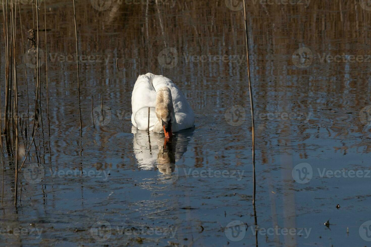 yo amor el Mira de esta hermosa blanco cisne nadando mediante esta estanque. el grande blanco pájaro parece bastante pacífico. el reflexión debajo esta aviar es De Verdad bonito en el todavía agua. foto