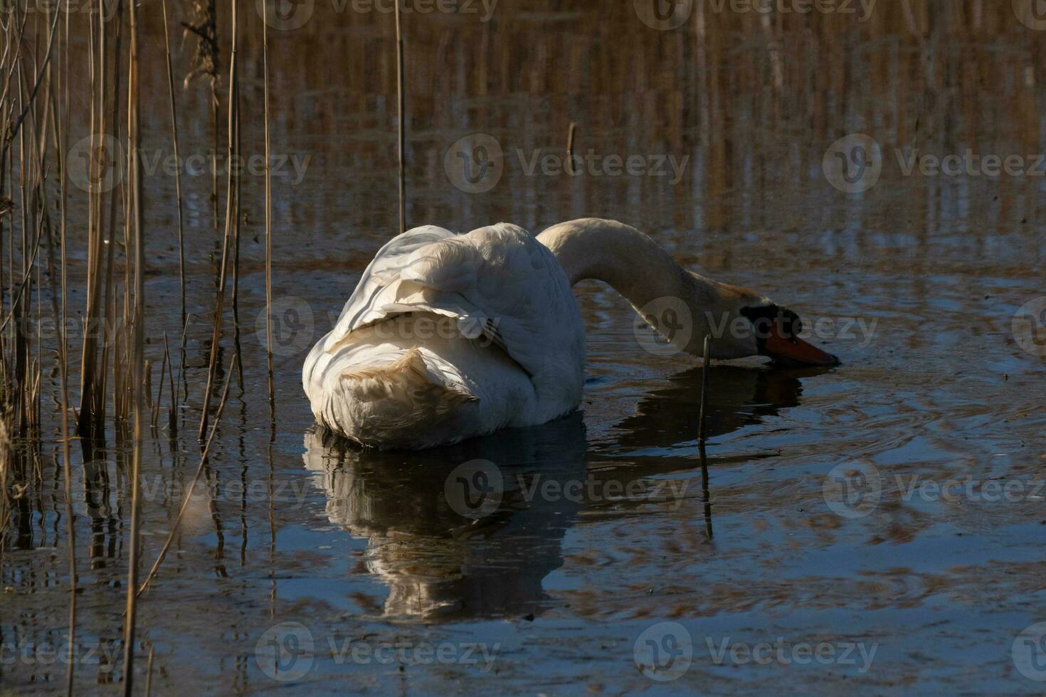 I love the look of this beautiful white swan swimming through this pond. The large white bird seems quite peaceful. The reflection under this avian is really pretty in the still water. photo