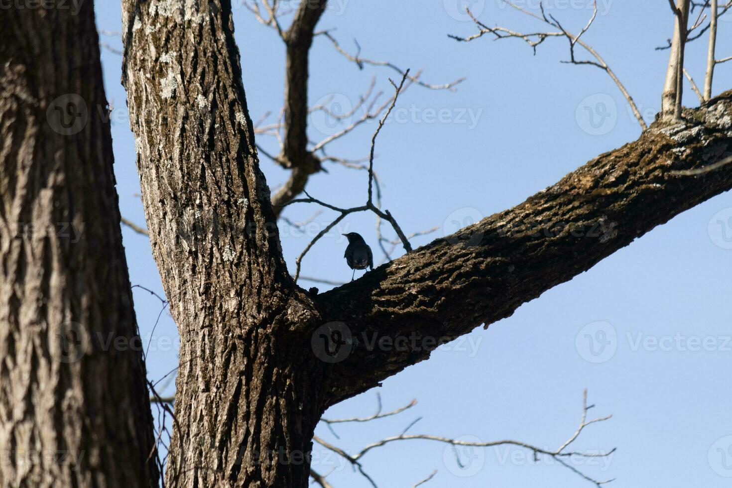 Beautiful robin perched in the crook of the tree. His black feathers blending in with the trunk. The limbs of the tree do not have leaves due to the winter season. photo