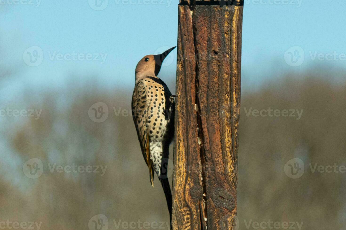 Closeup look at a northern flicker on a wooden post. He is a large type of woodpecker. His gold-colored feathers shine a bit in the sun. The black speckles throughout his plumage helps for camouflage. photo