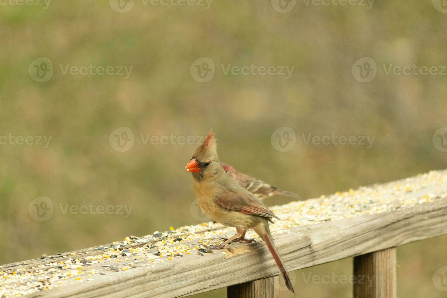 Female cardinal coming out to the wooden railing for birdseed. Her brown feathers are designed for camouflage as opposed to the bright red of the male. Her little orange beak pointed outward. photo