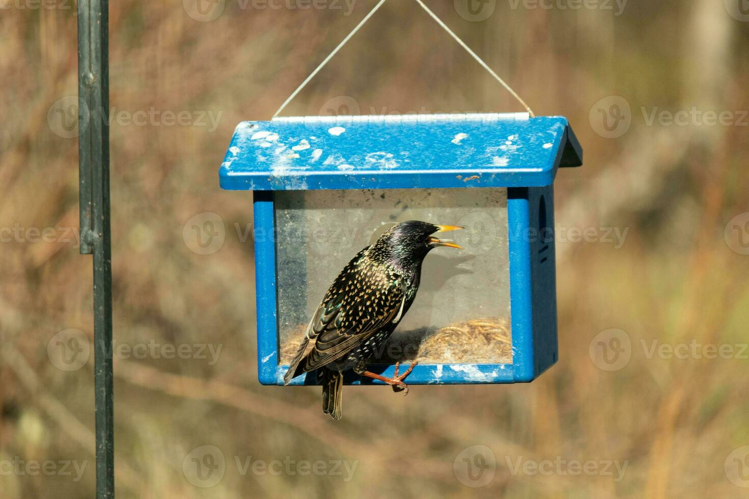 European starling coming to visit the bluebird feeder for mealworms. The bird is black and has white speckle. The feathers shine with a rainbow color like oil in water. These are invasive species. photo