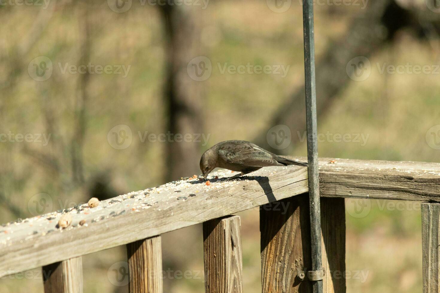 This cute little cowbird was sitting on the railing of the deck surrounded by birdseed. This is a female bird due to the brown plumage. The little light brown head adds to the different tones. photo