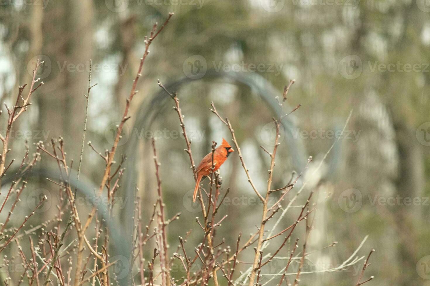 This pretty male cardinal is perched in the peach tree for safety. This bright red bird is trying to blend in. To be camouflaged in the branches. The limbs are without leaves due to the Fall season. photo