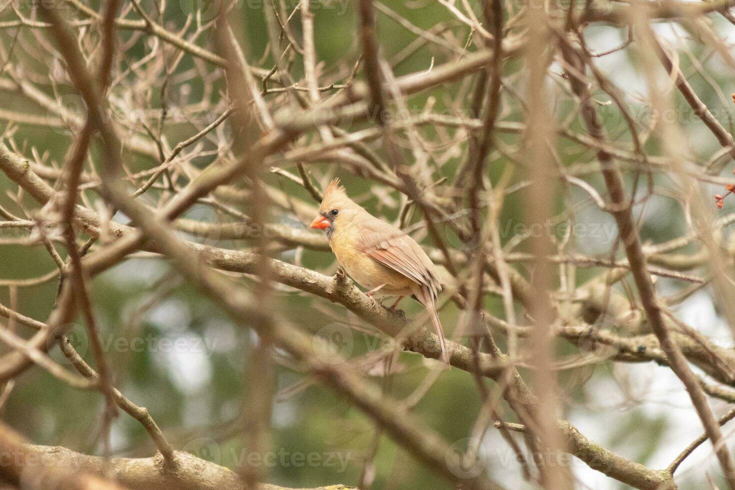Beautiful female cardinal is perched in this peach tree. Her pretty brown plumage is designed for camouflage. Her feathers showing different tones of naturel colors. The branches are without leaves. photo