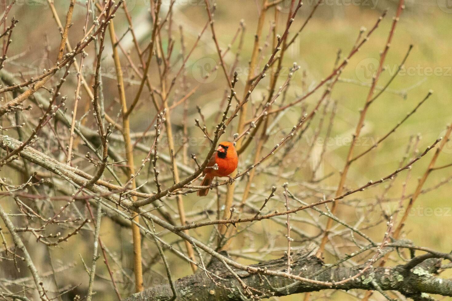 This pretty male cardinal is perched in the peach tree for safety. This bright red bird is trying to blend in. To be camouflaged in the branches. The limbs are without leaves due to the Fall season. photo