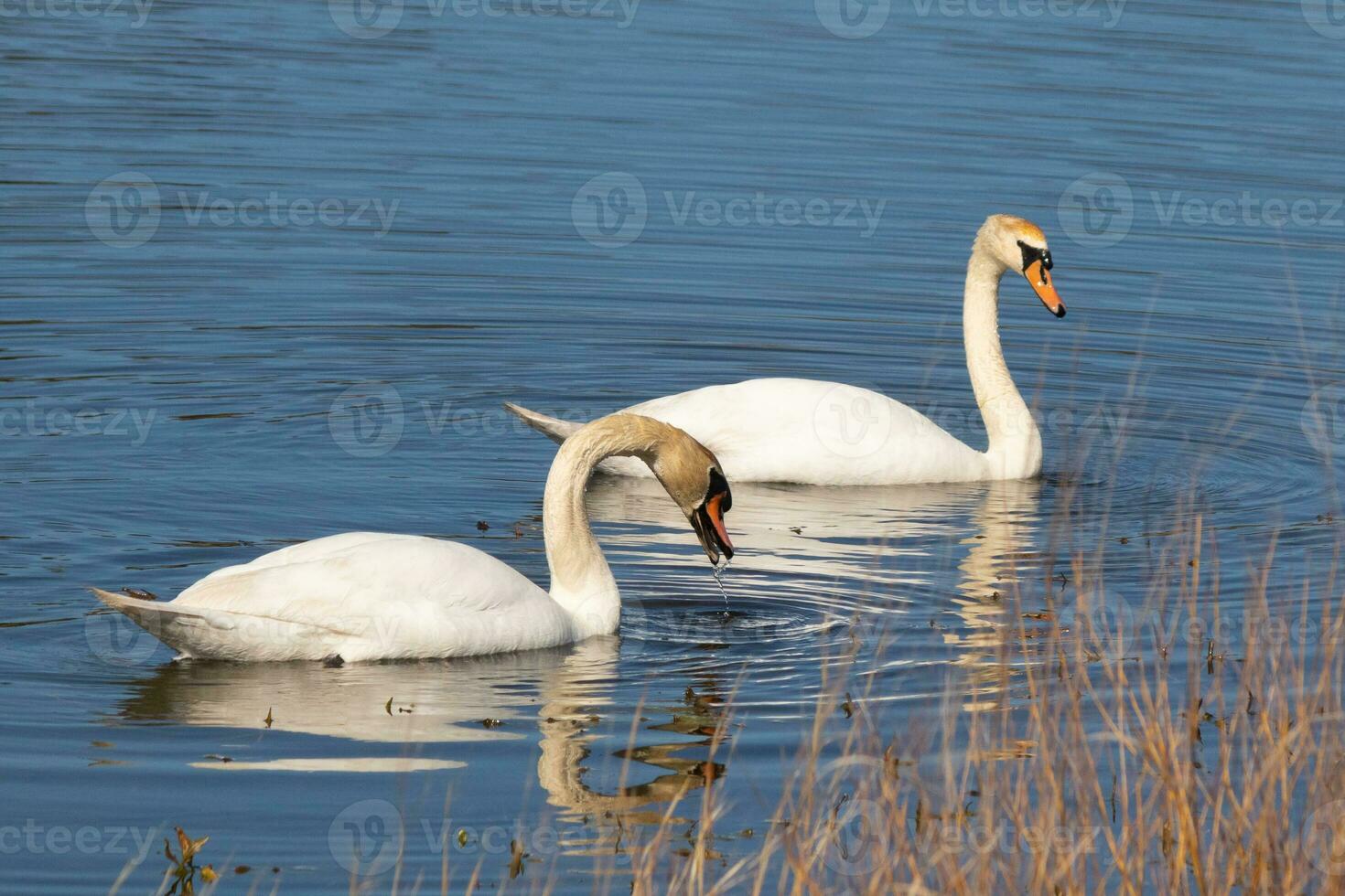 These two beautiful swans were floating across the pond when I took this picture. Pretty reflection and ripples coming from them. photo