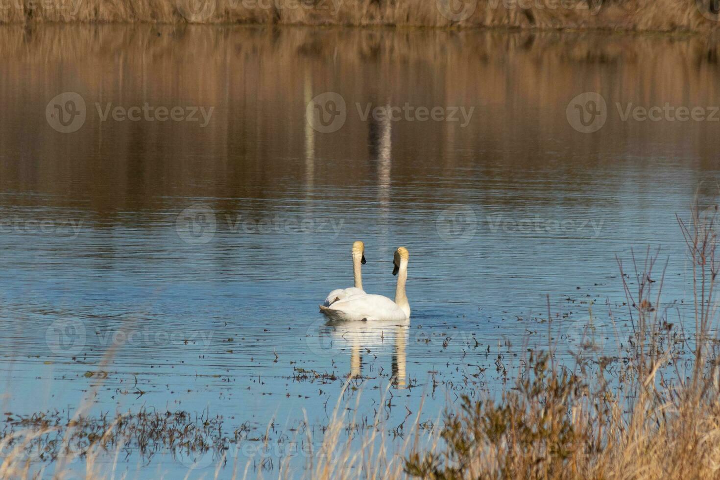 These two beautiful swans were floating across the pond when I took this picture. Pretty reflection and ripples coming from them. photo