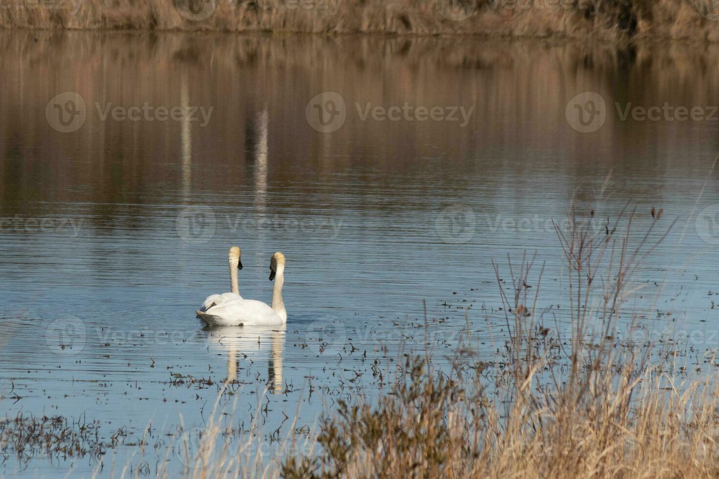These two beautiful swans were floating across the pond when I took this picture. Pretty reflection and ripples coming from them. photo