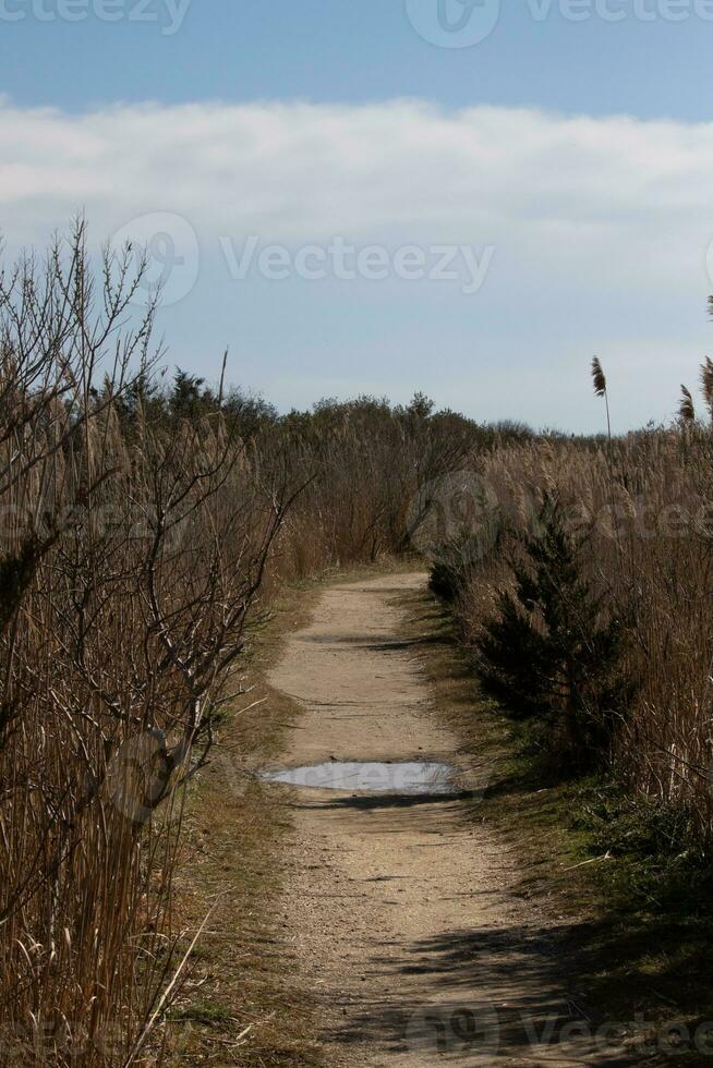 This beautiful path flows through this wooded area. Keeping you safe from getting lost. The brown vegetation comes up all around. photo