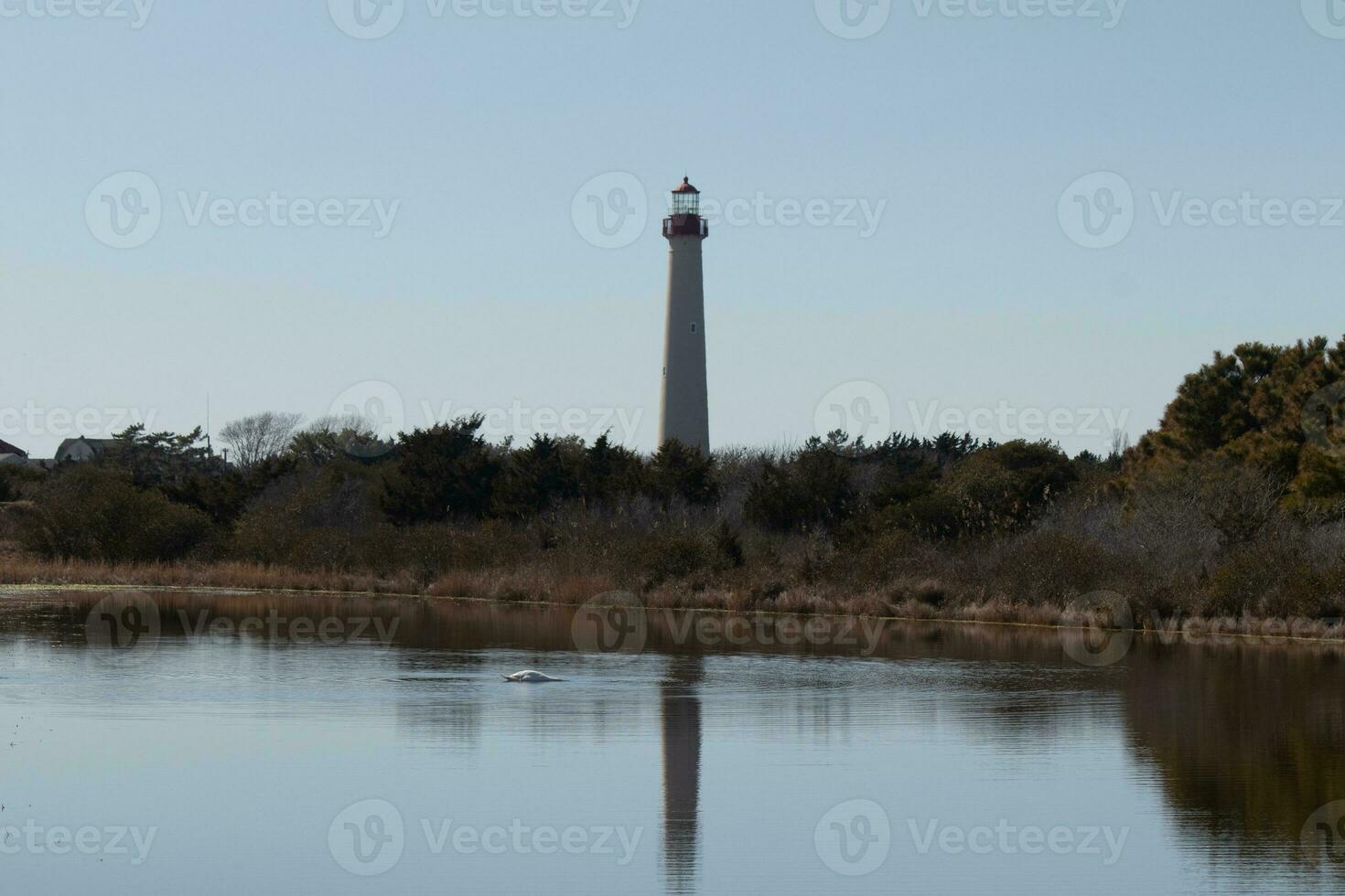 Cape May Point Lighthouse casting a beautiful reflection in the still pond. Brown foliage all around showing the Fall season. photo