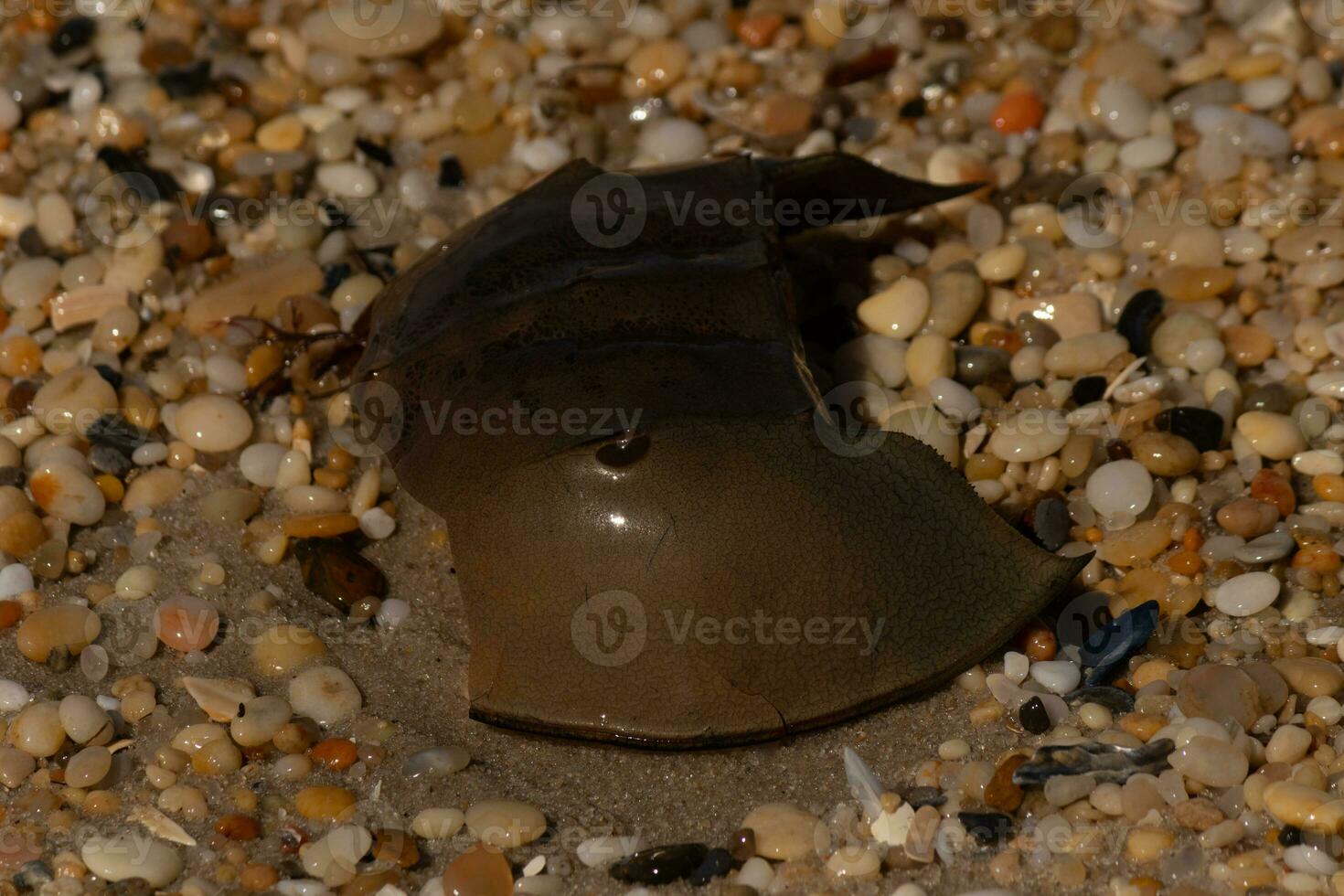 This piece of horseshoe crab shell is sitting on the Cape May beach with shiny smooth pebbles all around. photo