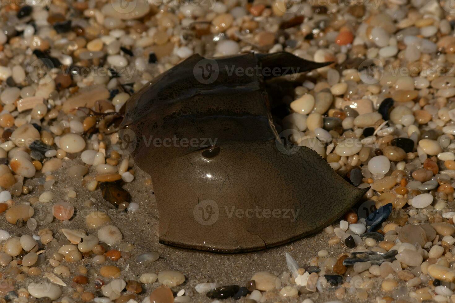 This piece of horseshoe crab shell is sitting on the Cape May beach with shiny smooth pebbles all around. photo