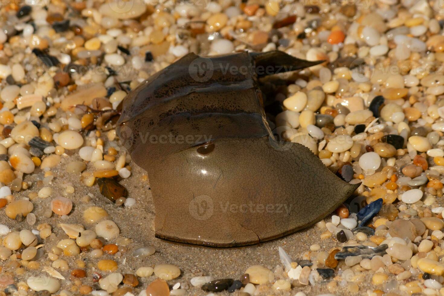This piece of horseshoe crab shell is sitting on the Cape May beach with shiny smooth pebbles all around. photo