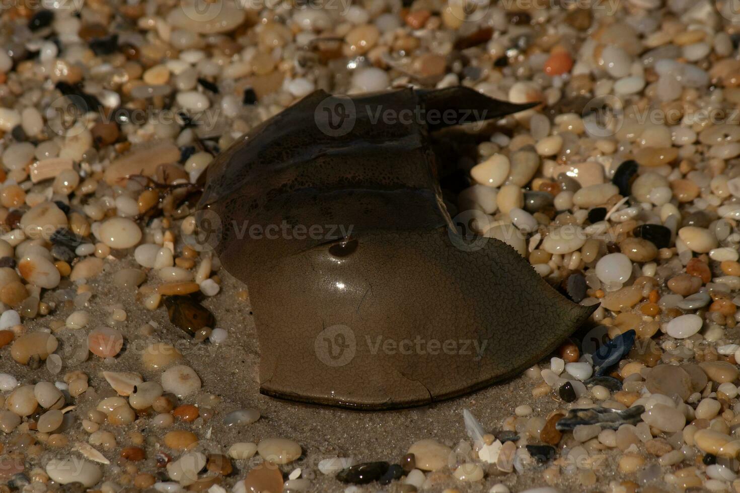 This piece of horseshoe crab shell is sitting on the Cape May beach with shiny smooth pebbles all around. photo